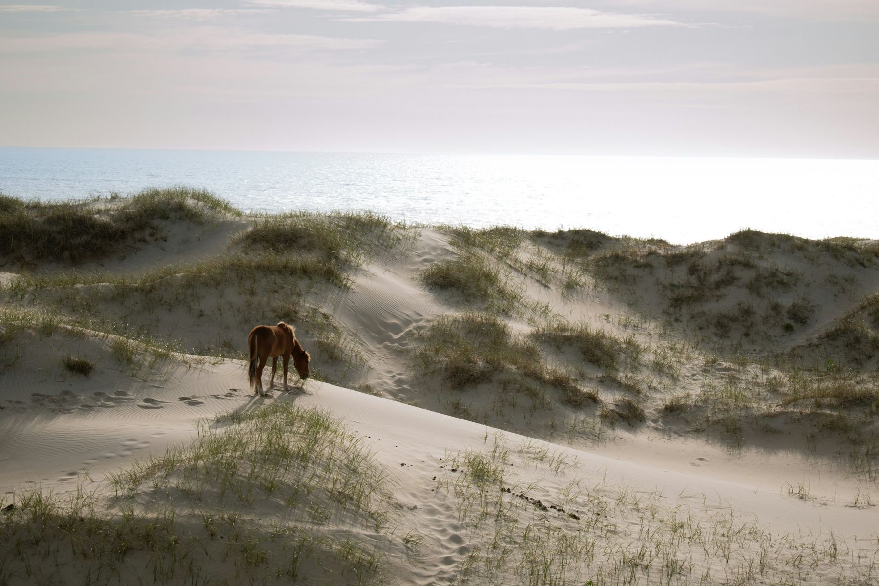 Cheval dans les dunes face à l'océan